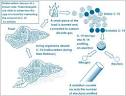 Radioisotopes - Modern Physics | Tutorvista.
