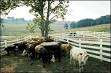 beef_cattle_grazing_usda.gif