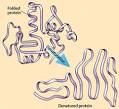  Proteins unravelled