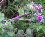 File:<b>Arctium</b> lappa02.jpg