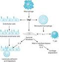 Mechanism of action, indications and adverse effects of ...