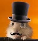 sunderland football sex tape hamster