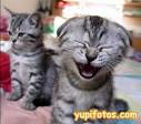 GATITOS
