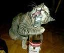 hilarious pictures of animals