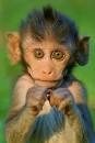 Baby Monkey Pictures