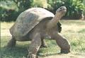 Galapagos Tortoise