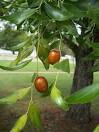 <b>Ziziphus</b> Spina-Christi