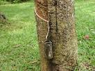 A Brief Natural History of the Latex Rubber Tree