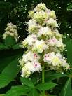 Horse Chestnut Candle - via Daymix