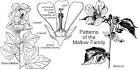 <b>Malvaceae</b> Mallow Family