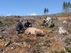 Elk being collared with gps a - via Daymix