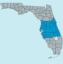 Central Florida's Frogs