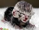 http://t3.gstatic.com/images?q=tbn:ANd9GcSD3RcFp5jR0Mg9y51Yoz42bIJbpQZE2ZVHhF4pe3KdelsxdXUAJPki1IE