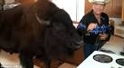 No bull: Meet the largest domestic pet in the world... a 1,600lb