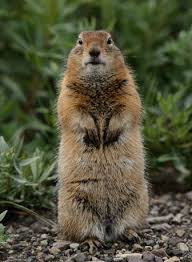 images?q=tbn:ANd9GcSDD0KjLEpZytJbRYo_enIWylYSLnC-axA4sc8bIR-SAu9Mt3ag&t=1