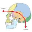 Anatomical terms of location - Wikipedia, the free encyclopedia