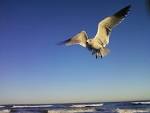 File:Daytona Beach Florida Gull.jpg - Wikimedia Commons