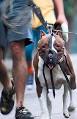 Breed-specific legislation - Wikipedia, the free encyclopedia
