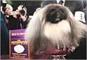 Westminster Dog Show - The New York Times