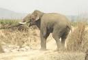 File:Asian Elephant in Corbett National Park.jpg - Wikipedia, the ...