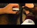 Pet? Companion animal? Ethicists say term matters - Worldnews.
