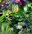  botany 