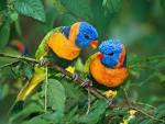 Birds HD Wallpapers | HD Wallpapers 3D