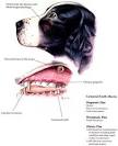 Carnassial Tooth Abscess