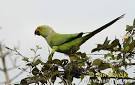 Rose-ringed Parakeet Photos, Rose-ringed Parakeet Images ...
