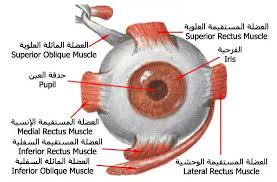 سلسلة الرد على اسئلة الملحدين ( 1 ) استدلالات الملحد على عدم وجود الله والرد عليها Images?q=tbn:ANd9GcSDmiRouCZBUg9_ykQd-7dB7ytqrdCQElEaI5XC2n9rYDtV5wVAM5WPorrT