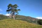 NY3104 : Tree on a Hill. near to Chapel Stile, Cumbria, Great Britain - via Daymix
