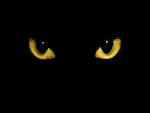 cat eyes up close   Cute Wallpaper
