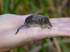 Buena vista lake ornate shrew - via Daymix
