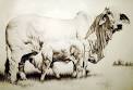 http://www.brahman.org/Photos/Brahman-Information/Brahman-Standard-Cow.jpg