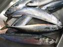 Shifting Atlantic Mackerel Distribution Linked To Environmental ...