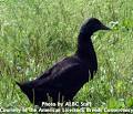 American Livestock Breeds Conservancy: Cayuga Duck