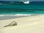 NOAA proposes critical habitat revision for the Hawaiian monk seal