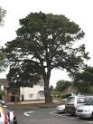 It now stands in the North East Corner of Broadstone's central car park, - via Daymix