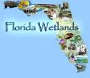 Florida Wetlands