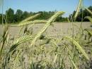 <b>Secale cereale</b> L. - Cereal rye