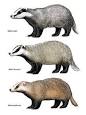 Meles (genus) - Wikipedia, the free encyclopedia