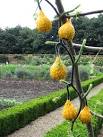 the fruits of various climbing plants in the Cucurbitaceae (cucumber) - via Daymix