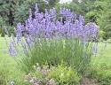 Lavenders - Tips, Gardening, Pictures, Care, Meaning, Growing ...