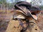 Frilled Lizard