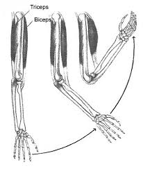 Flexion of biceps brachii