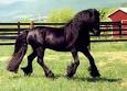 Horse Breeds - The Fell Pony