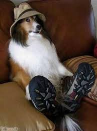 Bildergebnis für ‫سگ واقی وکربه واقی‬‎