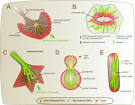 ScienceDirect.com - Seminars in Cell & Developmental Biology ...