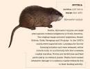 nutria