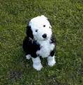 Old English Sheepdogs